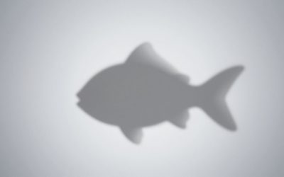 Heartopia Flashing Fish Shadow Guide